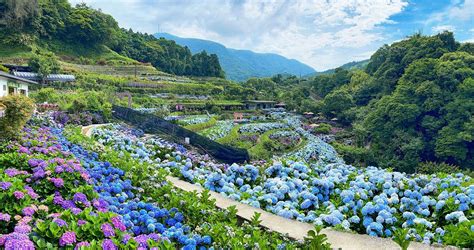 繡花球|【2024陽明山繡球花】滿開！竹子湖繡球花季最新花。